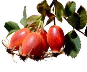 rosehip 2 | Barbara Bober | Barbara Bober