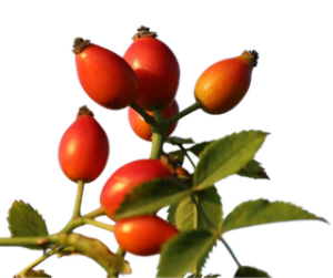 rosehip | Barbara Bober | Barbara Bober